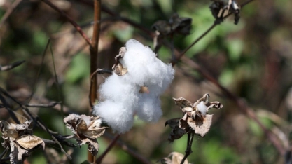 Brasil bate recorde de exportação de algodão em 2020/21 com 2,4 mi de t
