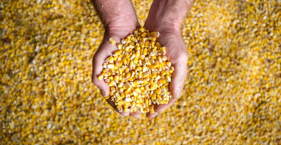 Milho: ABPA estima crescimento de 76,5% nas importações, para 2,42 mi de t