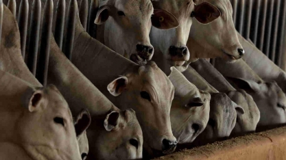 Boi/MT: Intenção de confinamento aumenta 5,65, para 884,86 mil animais