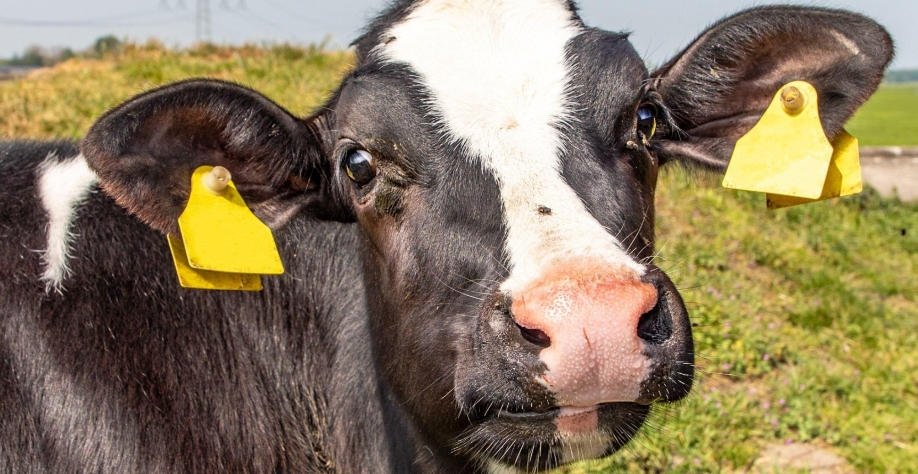 Embrapa Gado de Leite lança seu hub de inovação com a iniciativa privada