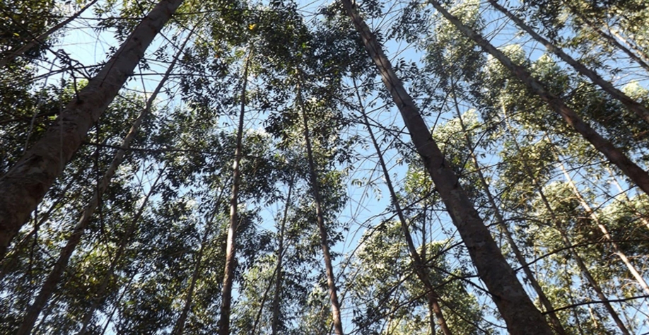 Florestas mostram desempenho igual na mitigação de gases de efeito estufa