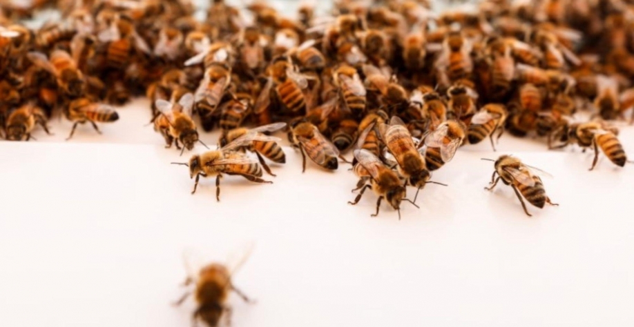 Abelhas encontram refúgio em colmeia robótica