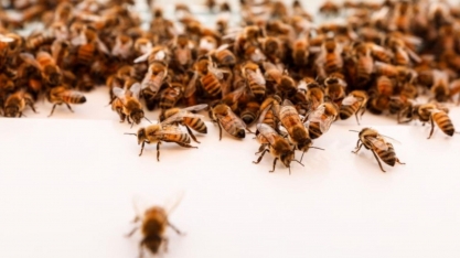 Abelhas encontram refúgio em colmeia robótica