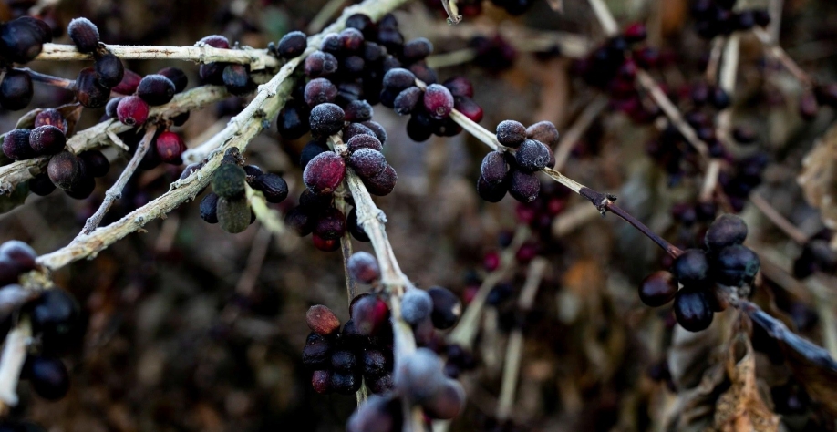 Grãos podem tomar o lugar do café queimado pelas geadas no Brasil