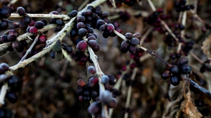 Grãos podem tomar o lugar do café queimado pelas geadas no Brasil