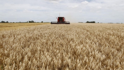 Safra recorde de trigo deve levar Brasil a baixar a importação do cereal