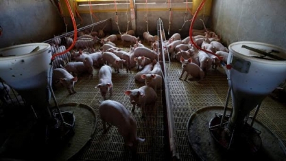 Entidades da América Latina instalam comitê de prevenção à peste suína 