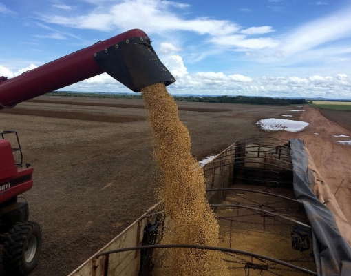Maior produtor global de soja,Brasil aumentará plantio pelo 15º ano seguido