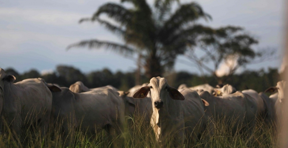 Brasil poderia ter mais frigoríficos para exportar carne bovina à China