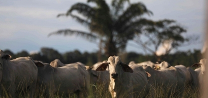 Brasil poderia ter mais frigoríficos para exportar carne bovina à China