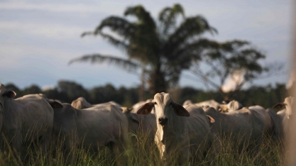 Brasil poderia ter mais frigoríficos para exportar carne bovina à China