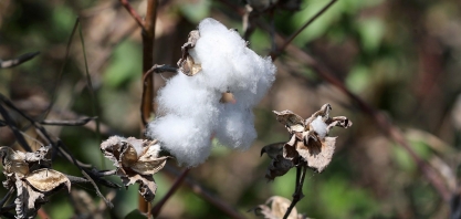 Safra de algodão do Brasil pode se recuperar em 21/22, diz Abrapa