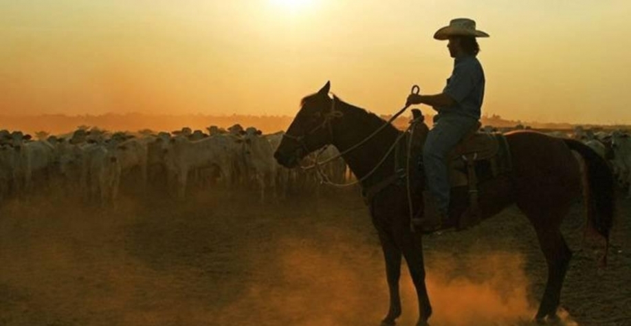 A espécie de árvore que pode compensar emissões da indústria da carne