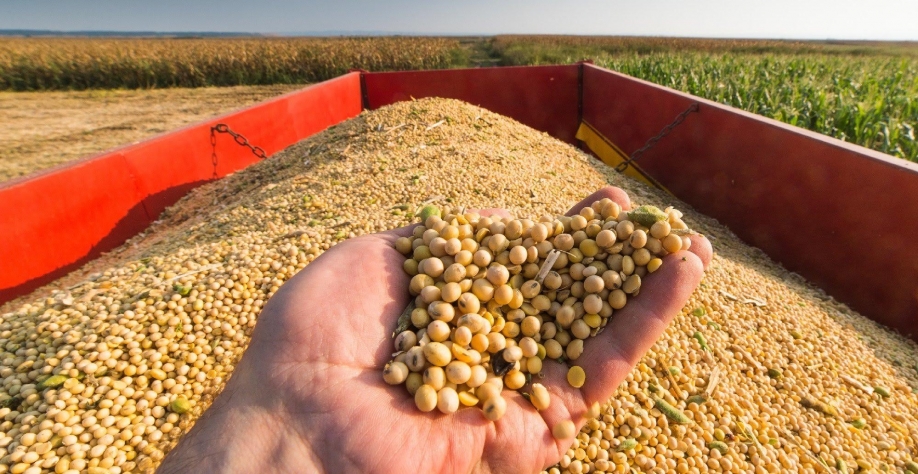Conab prevê safra de soja 2021/22 em141,26 mi de t e milho em recuperação
