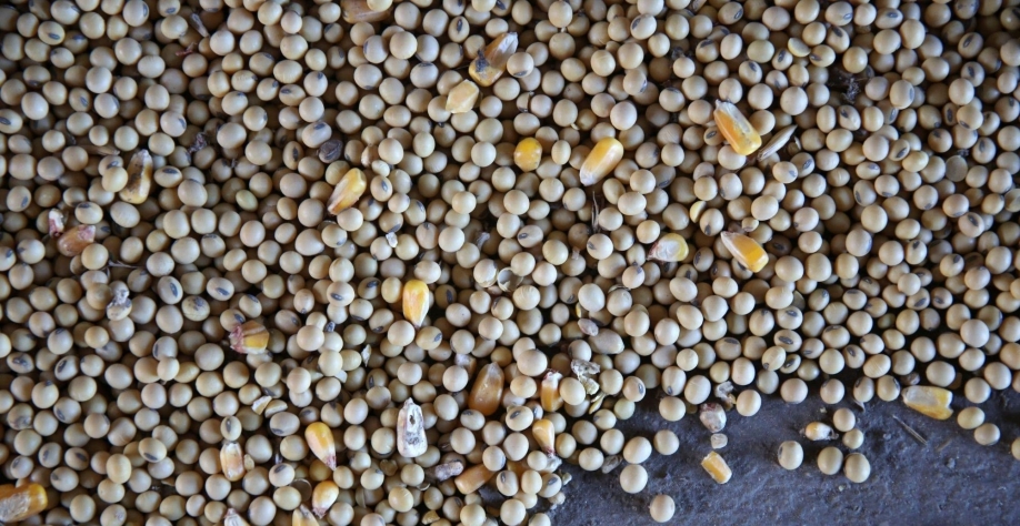 EUA: Governo corta novamente estimativa das safras de milho e soja