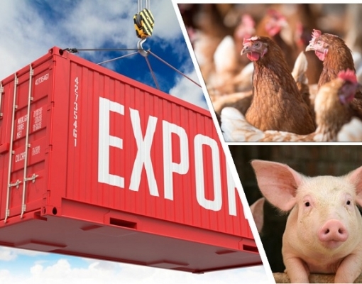 Exportação e produção de carnes de frango e de suínos aumentam em 2021/22 