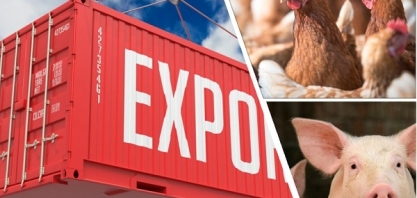 Exportação e produção de carnes de frango e de suínos aumentam em 2021/22 