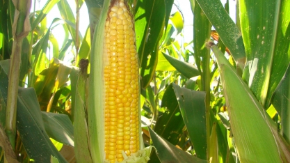 Milho: Análise Conjuntural Cepea/Esalq/USP Agromensal Agosto/21