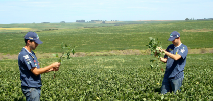 Soja:Novas áreas e clima favorável devem levar a safra recorde em 2021/22