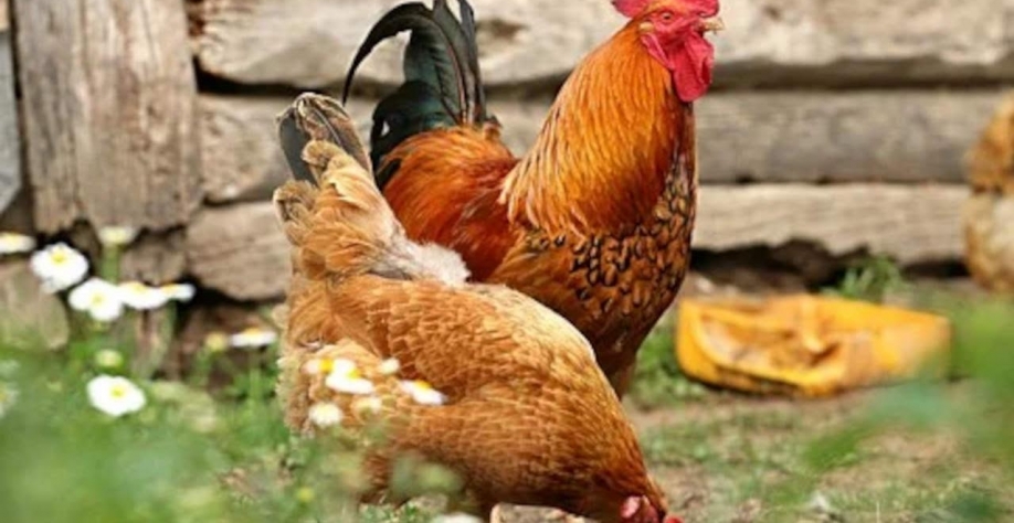 USDA vê alta de 3% na produção e exportação de frango do Brasil em 2022