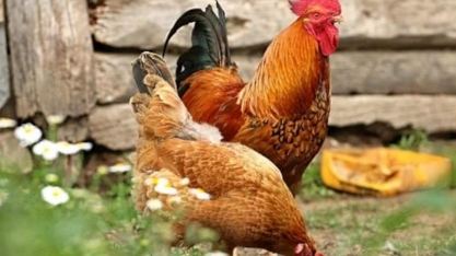 USDA vê alta de 3% na produção e exportação de frango do Brasil em 2022