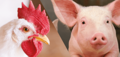 Custo com ração afeta todos os mercados de proteína animal