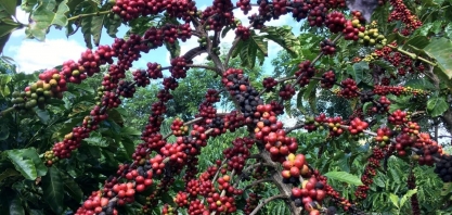 Café robusta atinge máxima de quatro anos na bolsa de Londres