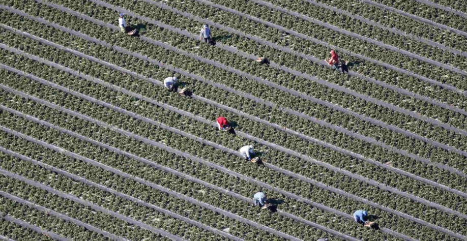 Produtores dos EUA anunciam campanha contra monopólio na agroindústria