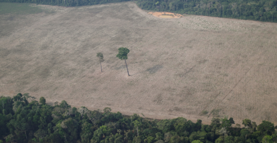 Desmatamento altera regime de chuvas e impacta agricultura e exportações