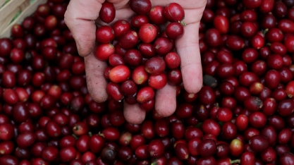 Organização Internacional do Café vê déficit global do grão em 2021/22