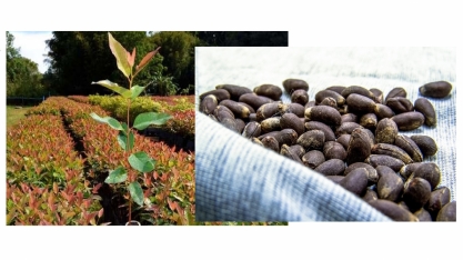 Brasil abre mercado para sementes de algodão e mudas de eucalipto 