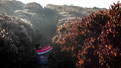 Está confirmado: seca e geadas cortarão a próxima safra de café do Brasil