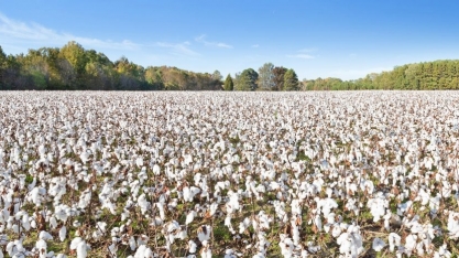 Algodão: Análise Conjuntural Cepea/Esalq/USP Agromensal Agosto/21