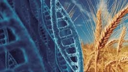 Abitrigo se diz contrária a comercialização de trigo transgênico no Brasil