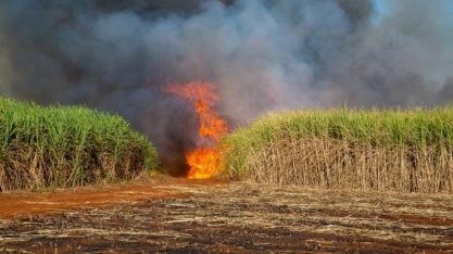 Fogo já atingiu mais de 150 mil hectares de cana nesta safra