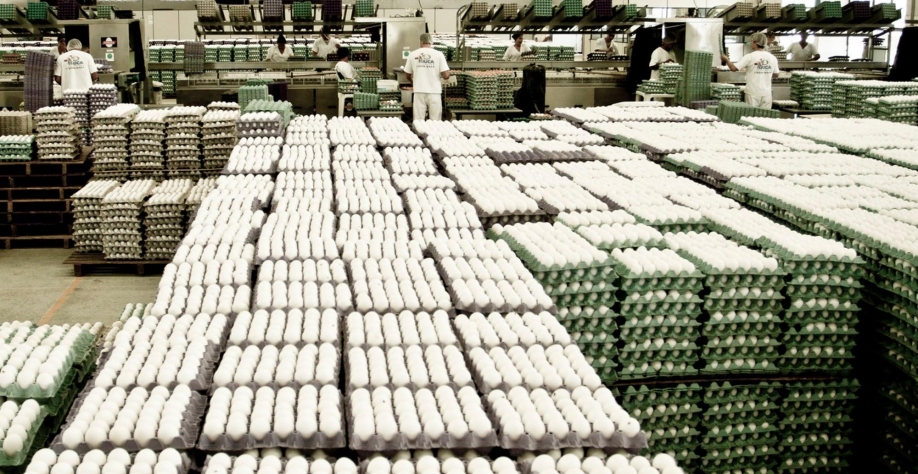 Produção de ovos sobe 0,9% no 2º trimesrre/2021