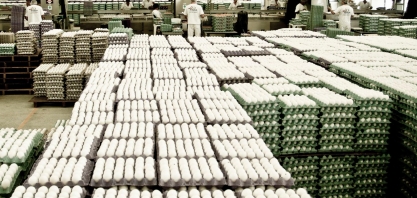 Produção de ovos sobe 0,9% no 2º trimesrre/2021