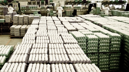 Produção de ovos sobe 0,9% no 2º trimesrre/2021