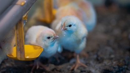 Atenção ao aquecimento é essencial para o sucesso da avicultura