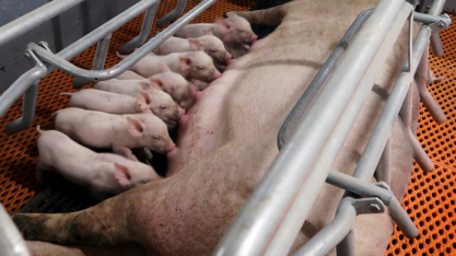 China quer menos matrizes suínas entre 2021-2025 para estabilizar preços