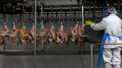 Brasil quer vender mais frangos ao Reino Unido e negociar uma cota maior