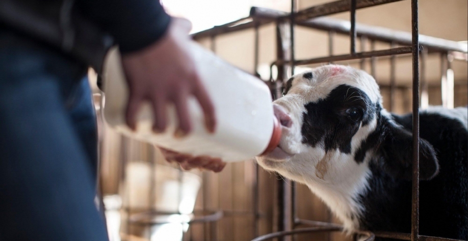 Experimento em alimentação de bovinos para combater as mudanças climáticas
