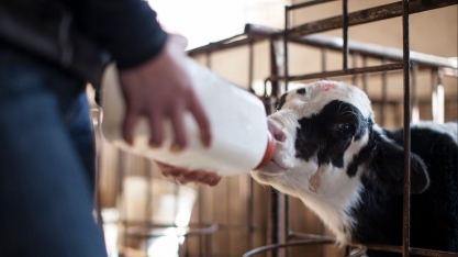 Experimento em alimentação de bovinos para combater as mudanças climáticas