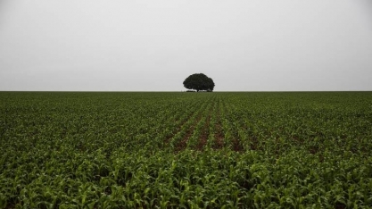 Expansão de área exige importação recorde de fertilizantes e de agrotóxicos