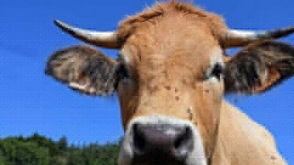 Suspeita de vaca louca em MG para frigoríficos no Brasil