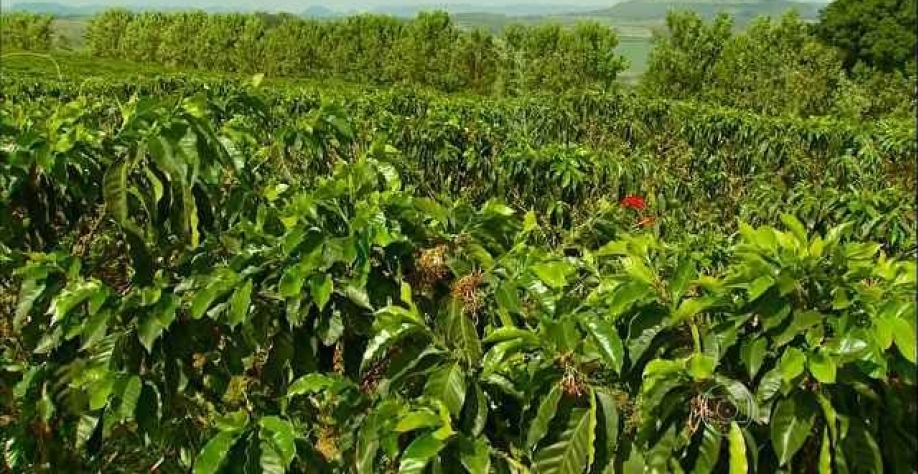 Café: Análise Conjuntural Cepea/Esalq/USP Agromensal Agosto/21