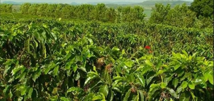 Café: Análise Conjuntural Cepea/Esalq/USP Agromensal Agosto/21