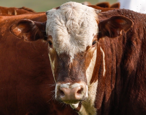 A corrida pela redução da pegada de carbono da pecuária na natureza