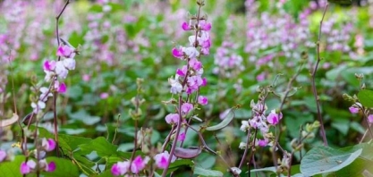 Primavera começa nesta quarta-feira com chuvas no Centro-Norte do país