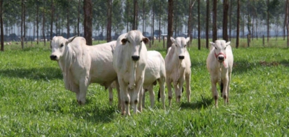Em evento abre alas da COP26, Marfrig vai defender seu boi verde